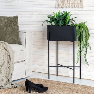 Lilja kukkateline musta